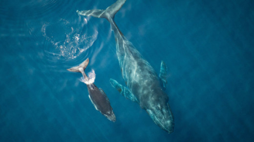 One Ocean Film Tour Image